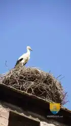 Cigogne Kessler Turm Tour 1407 2 2012