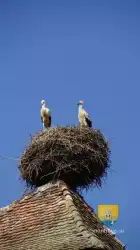Cigognes Alsace Kessler Turm Tour 1407 3 2012