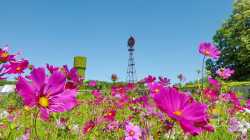 Fleurs Potager Bourdaisiere