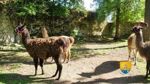 Lamas au château de Guainville
