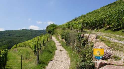 Vignes d&#039;Alsace sur le chemin du château de Saint-Ulrich