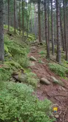 Chemins Dresitein Foret Vosge