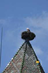 Nid Artificiel Cigogne Alsace