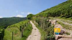 Chemin Route Des Vins Alsace Saint Ulrich