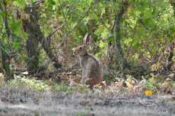 Lievre De Bouchat
