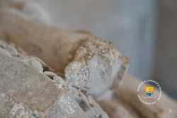 Detail Gisant Chien