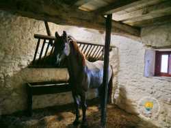 Ecurie Manoir Ecurie Manoir