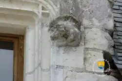 Animal Chien Autre Animal Chien Autre