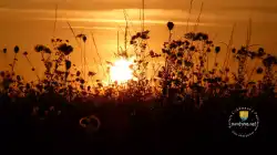 Fleurs Coucher Soleil Fleurs Coucher Soleil
