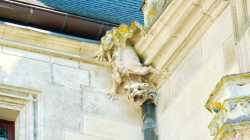 Chat De Gouttiere