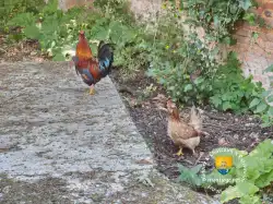 Coq Poule Coq Poule