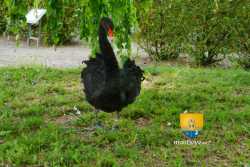 Cygne Noir