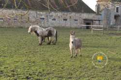 Ane Cheval Laboureur Ane Cheval Laboureur