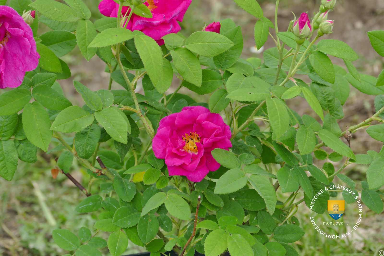 Rose de Provins, Gallica Officinalis