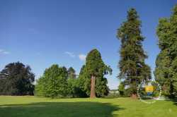 Arbres Du Parc De Rentilly Epicea Commun