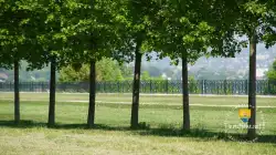 Perspectives Allee Arbres Terrasse Le Notre