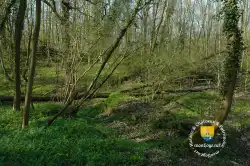 Foret Montjoie Foret Montjoie
