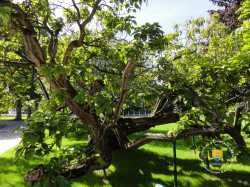 Arbre Catalpa Arbre Catalpa