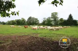 Vache Val Doise Vache Val Doise