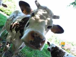 Vache Qui Rit