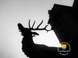Cerf Chasse
