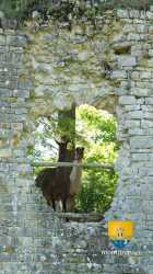 Lama Courtine