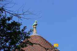 Pigeon