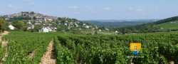 Vignes De Sancerre Vins