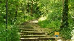Escalier Foret Saint Germain En Laye