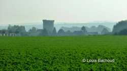 Louis Bachoud (4)
