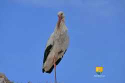 Cigogne Blanche Sedentaire