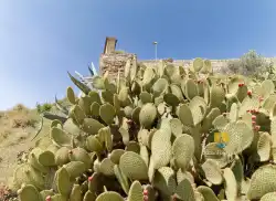Castus En Espagne