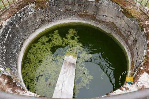ancienne réserve d&#039;eau qui fait la joie des grenouilles