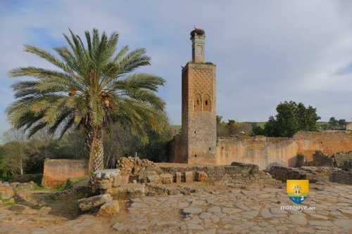 Cigogne sur le toit d&#039;une mosquée du XIVe siècle, site de Chellah